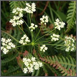Burnet-saxifrage, Pimpinella saxifraga, Ain�s fhi�in