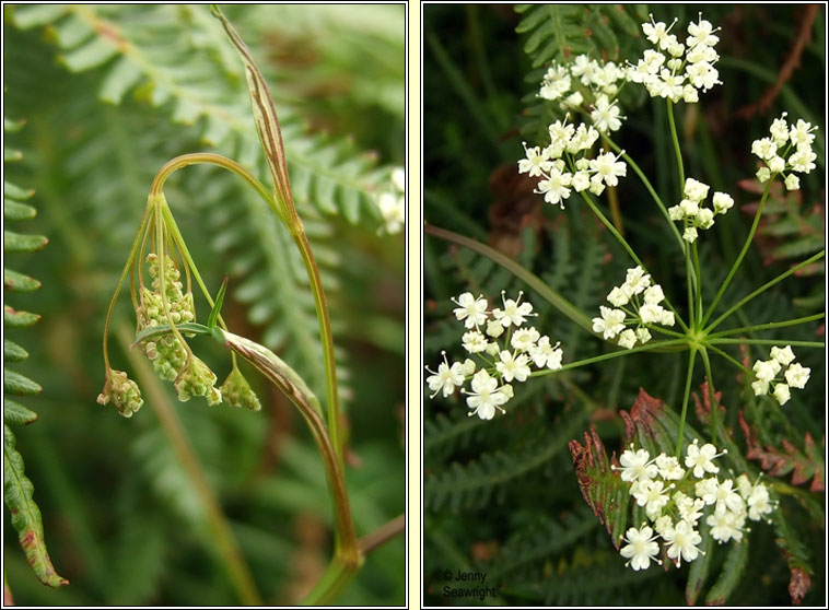 Burnet-saxifrage, Pimpinella saxifraga, Ain�s fhi�in