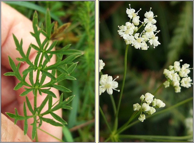 Burnet-saxifrage, Pimpinella saxifraga, Ain�s fhi�in