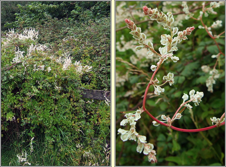 Russian-vine, Fallopia baldschuanica