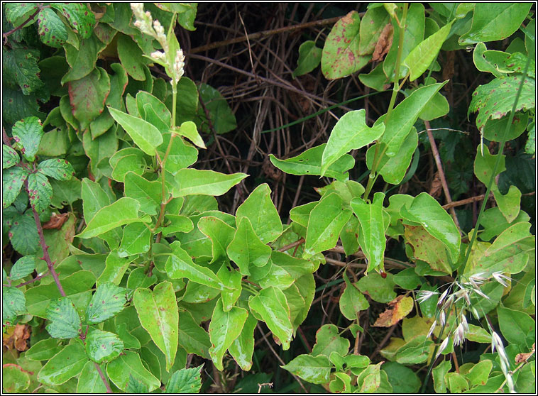 Russian-vine, Fallopia baldschuanica
