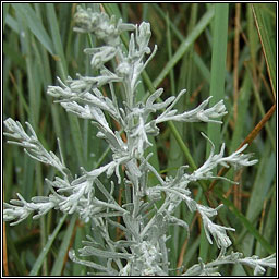 Sea Wormwood, Seriphidium maritimum, Liath na tr�