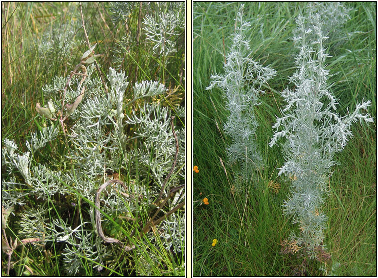 Sea Wormwood, Seriphidium maritimum, Liath na tr�