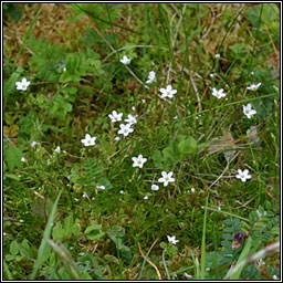 Mossy Saxifrage, Saxifraga hypnoides, M�r�n caonaigh