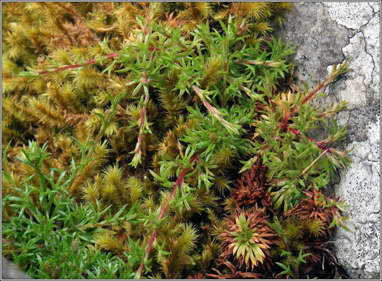 Mossy Saxifrage, Saxifraga hypnoides, M�r�n caonaigh