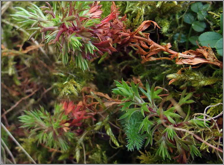 Mossy Saxifrage, Saxifraga hypnoides, M�r�n caonaigh