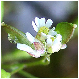Common Whitlowgrass, Erophila verna agg, Bos�n anagair