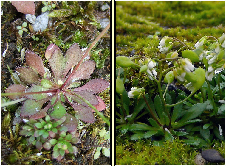 Common Whitlowgrass, Erophila verna agg, Bos�n anagair