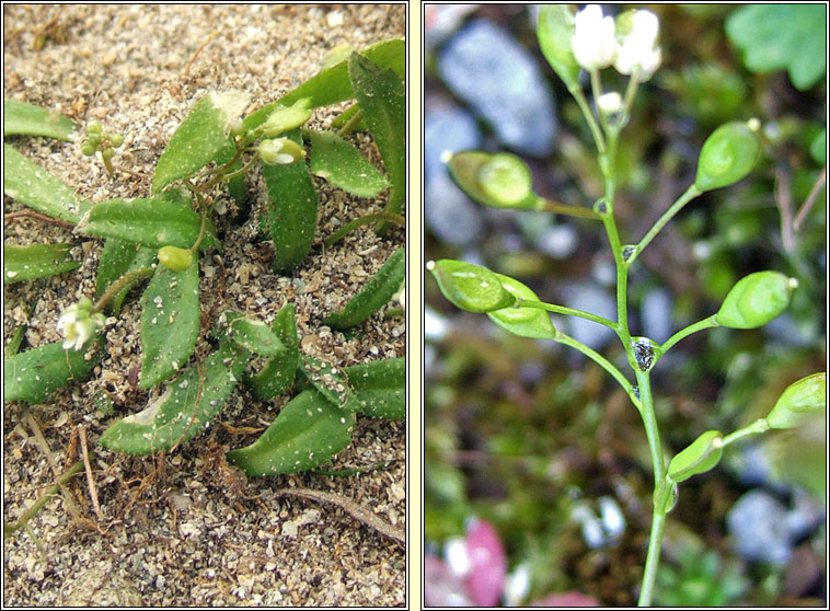 Common Whitlowgrass, Erophila verna agg, Bos�n anagair