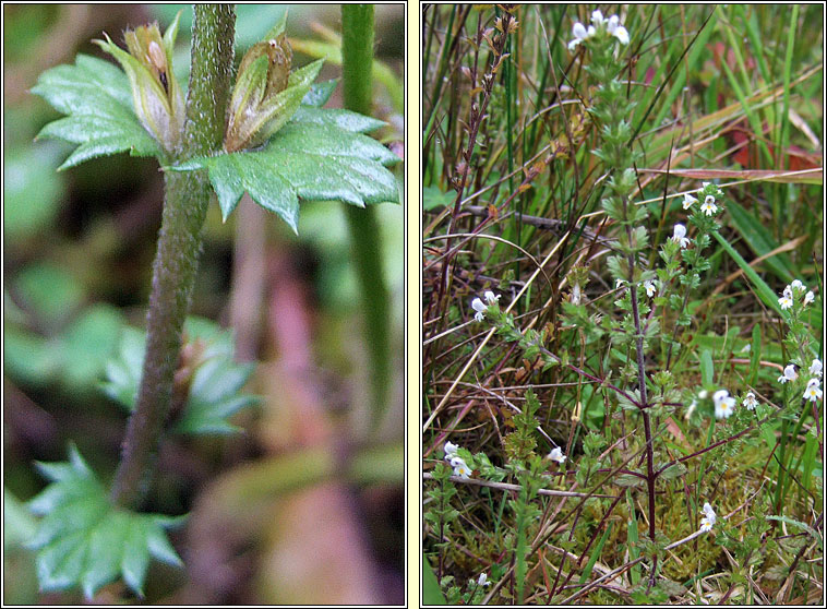 Common Eyebright, Euphrasia nemorosa, Glanrosc