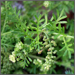 Lesser Swine-cress, Lepidium didymum, Cladhthach mh�n