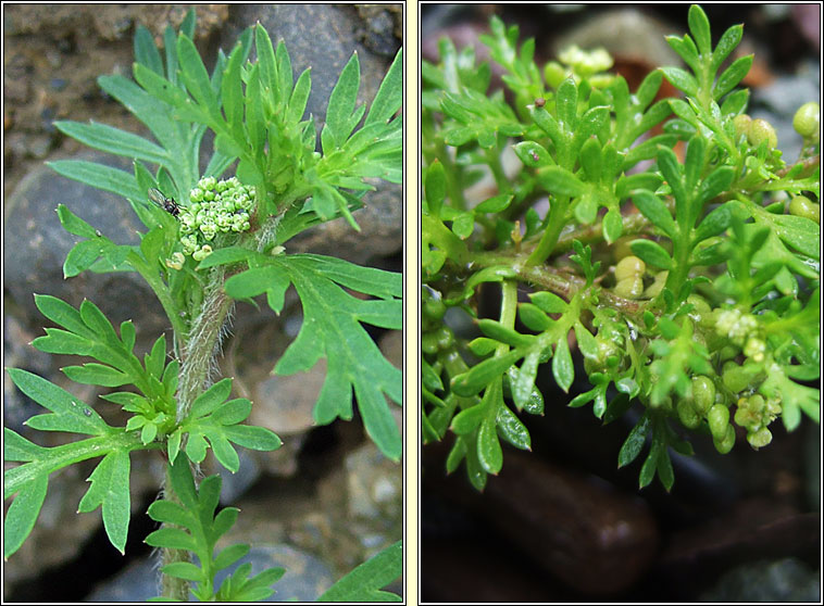 Lesser Swine-cress, Lepidium didymum, Cladhthach mh�n