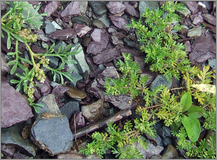 Lesser Swine-cress, Lepidium didymum, Cladhthach mh�n