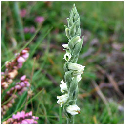 Autumn Lady's-tresses, Spiranthes spiralis, C�il�n Muire