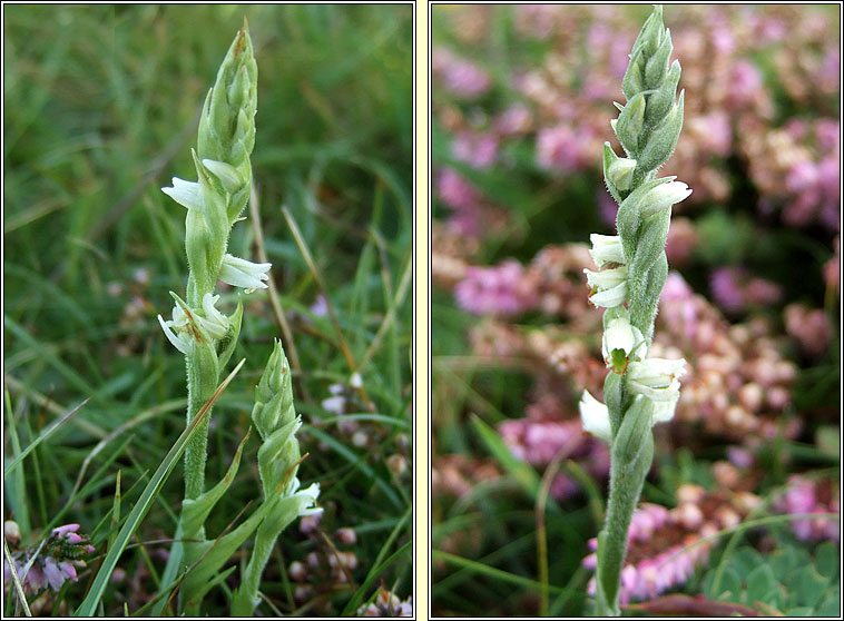 Autumn Lady's-tresses, Spiranthes spiralis, C�il�n Muire