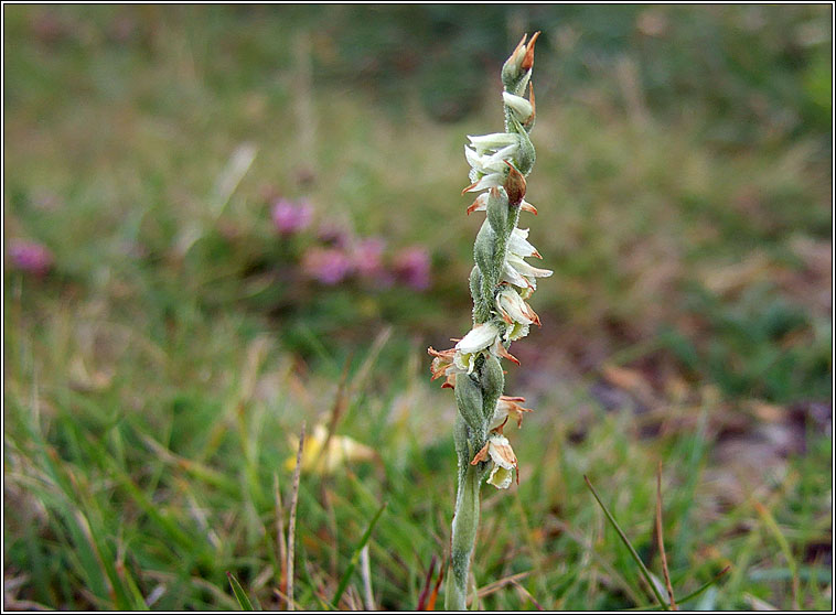 Autumn Lady's-tresses, Spiranthes spiralis, C�il�n Muire