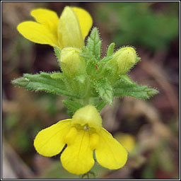 Yellow Bartsia, Parentucellia viscosa, Hocas tae bu�
