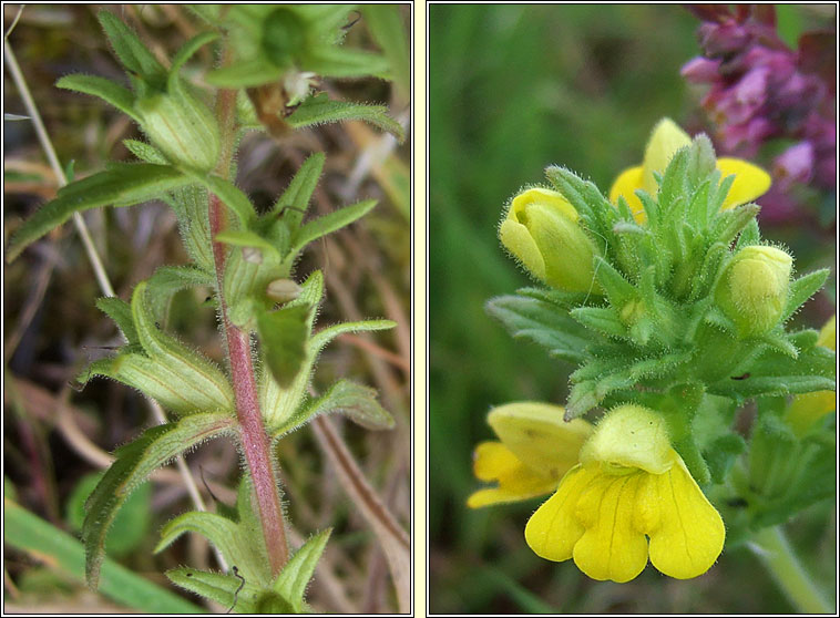 Yellow Bartsia, Parentucellia viscosa, Hocas tae bu�