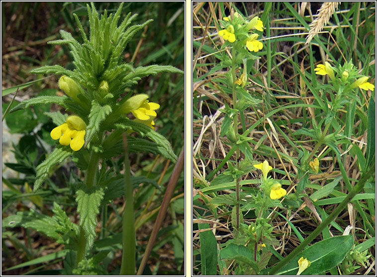 Yellow Bartsia, Parentucellia viscosa, Hocas tae bu�