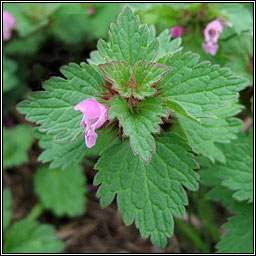 Cut-leaved Dead-nettle, Lamium hybridum, Caochneant�g dhiosctha