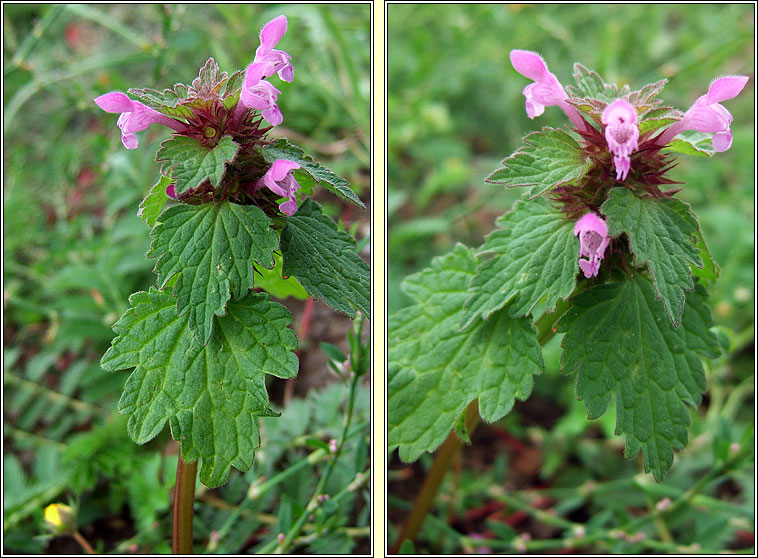 Cut-leaved Dead-nettle, Lamium hybridum, Caochneant�g dhiosctha