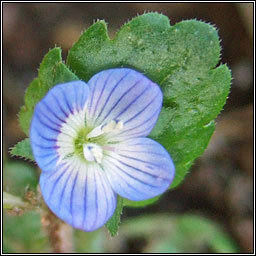 Grey Field-speedwell, Veronica polita, Lus cr� liath