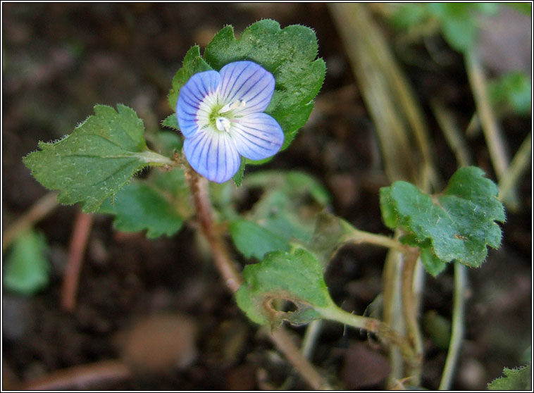 Grey Field-speedwell, Veronica polita, Lus cr� liath