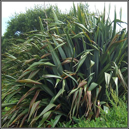 New Zealand Flax, Phormium tenax, L�on na Nua-Sh�alainne