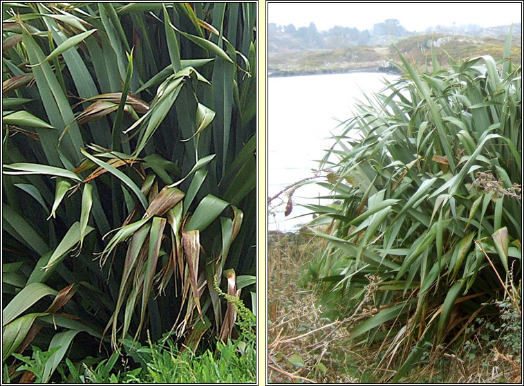 New Zealand Flax, Phormium tenax, L�on na Nua-Sh�alainne