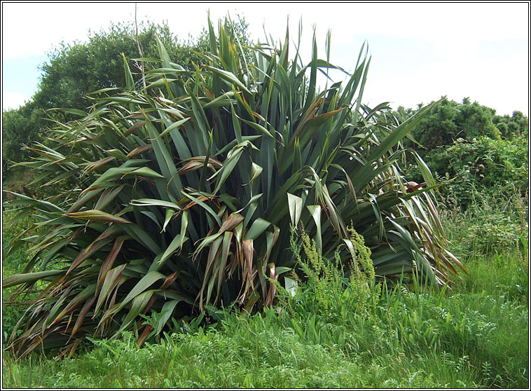 New Zealand Flax, Phormium tenax, L�on na Nua-Sh�alainne