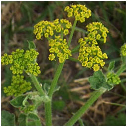 Wild Parsnip, Pastinaca sativa, Cuird�n b�n