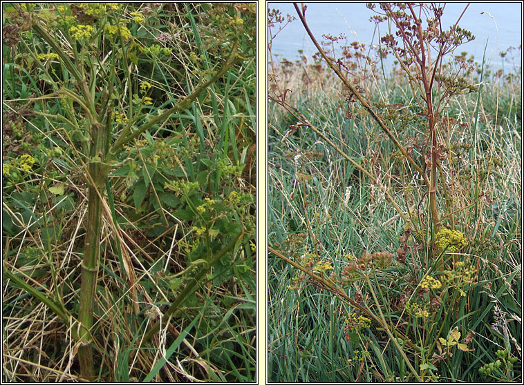 Wild Parsnip, Pastinaca sativa, Cuird�n b�n