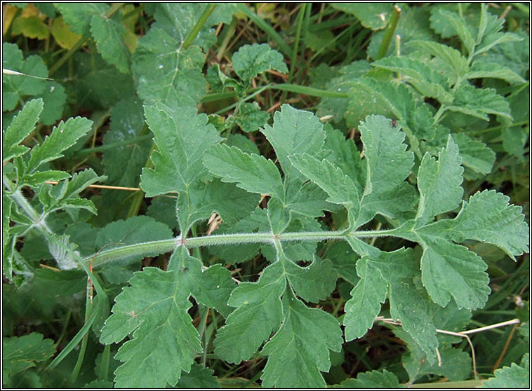 Wild Parsnip, Pastinaca sativa, Cuird�n b�n