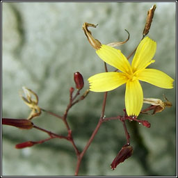 Wall Lettuce, Mycelis muralis, Leit�s bhalla