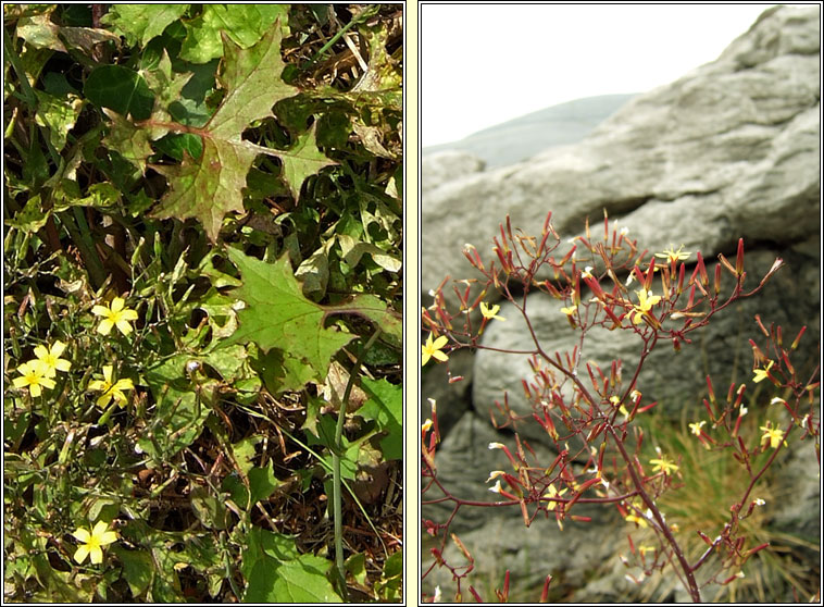 Wall Lettuce, Mycelis muralis, Leit�s bhalla