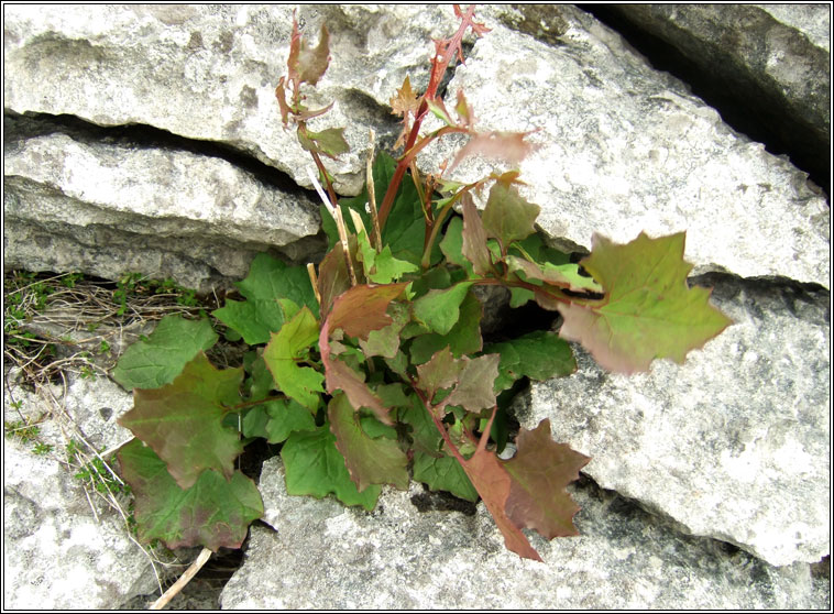 Wall Lettuce, Mycelis muralis, Leit�s bhalla