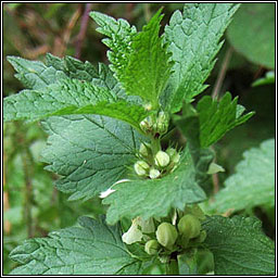 White Dead-nettle, Lamium album, Caochneant�g bh�n