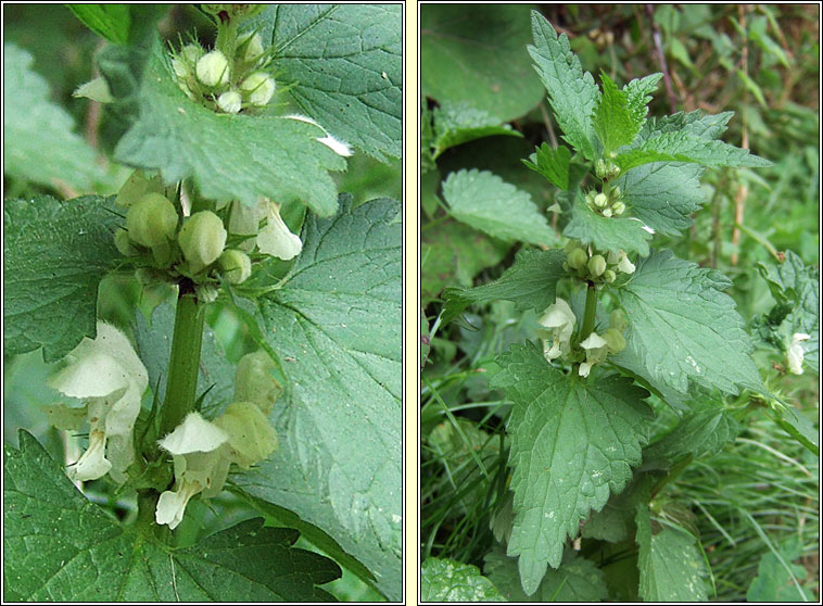 White Dead-nettle, Lamium album, Caochneant�g bh�n