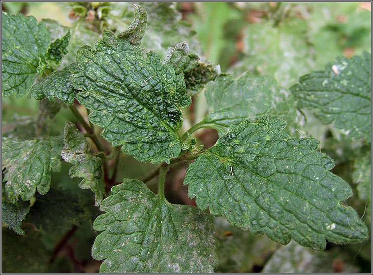 White Dead-nettle, Lamium album, Caochneant�g bh�n