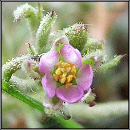 Sand Spurrey, Spergularia rubra, Cabr�is dhuimhche