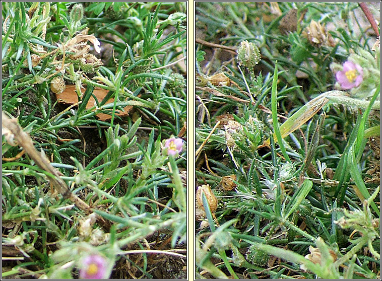 Sand Spurrey, Spergularia rubra, Cabr�is dhuimhche