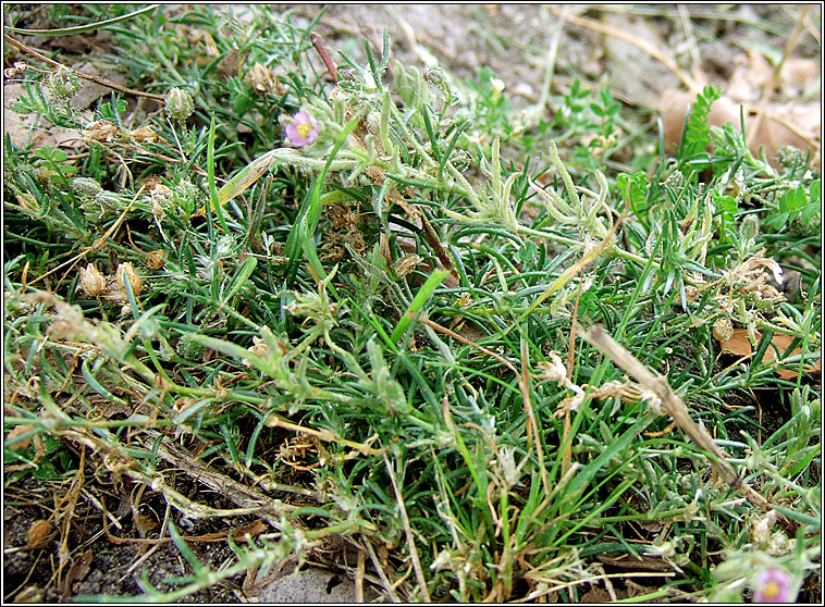 Sand Spurrey, Spergularia rubra, Cabr�is dhuimhche