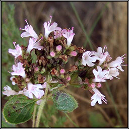 Marjoram, Origanum vulgare, M�irt�n fi�in