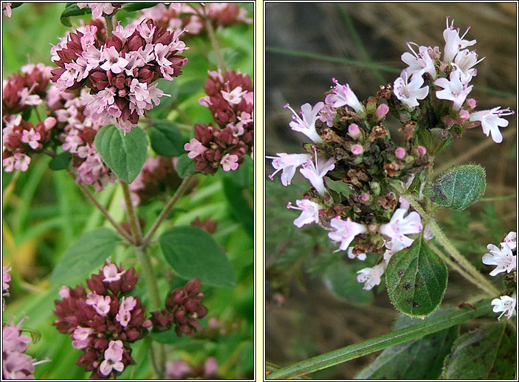 Marjoram, Origanum vulgare, M�irt�n fi�in