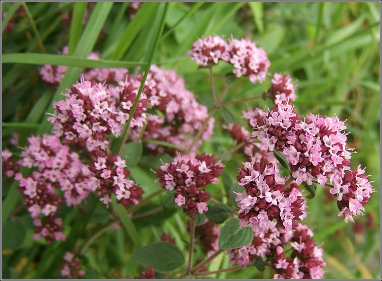 Marjoram, Origanum vulgare, M�irt�n fi�in