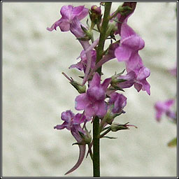 Purple Toadflax, Linaria purpurea, Buafl�on corcra