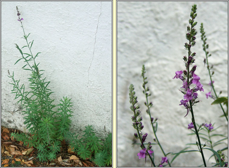 Purple Toadflax, Linaria purpurea, Buafl�on corcra