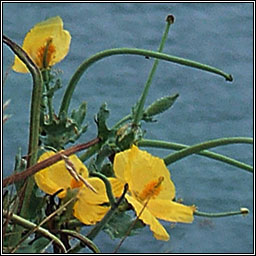 Yellow Horned-poppy, Glaucium flavum, Caillich�n na tr�