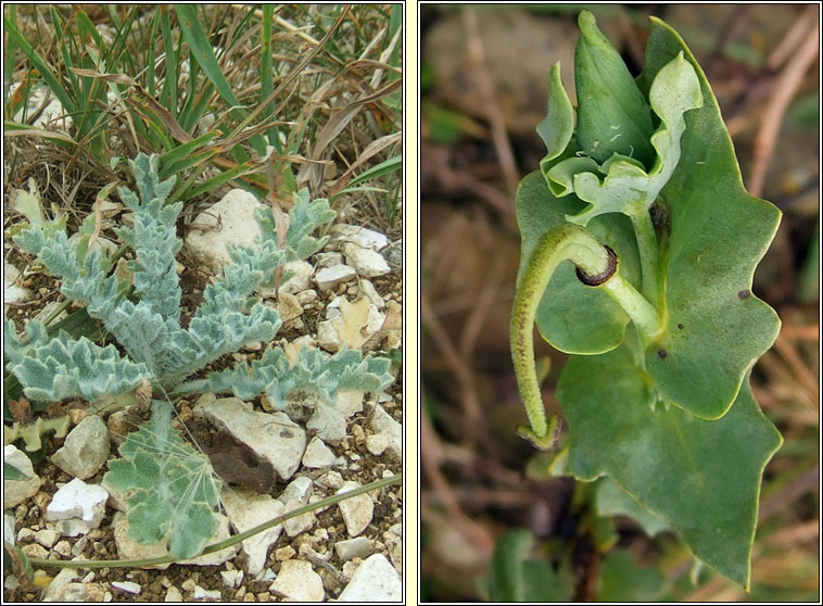 Yellow Horned-poppy, Glaucium flavum, Caillich�n na tr�