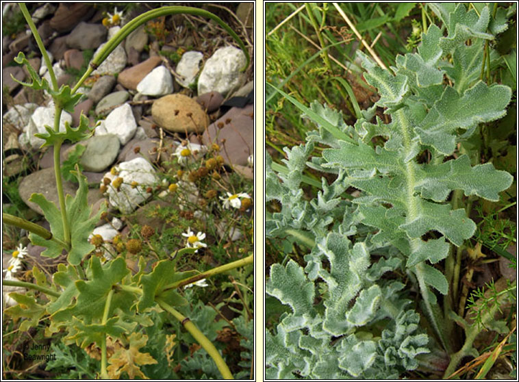 Yellow Horned-poppy, Glaucium flavum, Caillich�n na tr�
